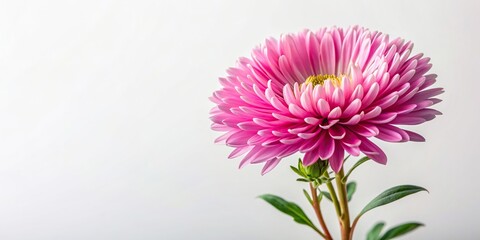 Fototapeta premium Vintage aster flowering plant with its delicate pink petals is captured in this stunning stock photo against a pristine white background creating a visually appealing composition