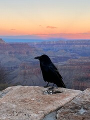 Raven at sunset