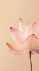 Pink lotus flower bloom