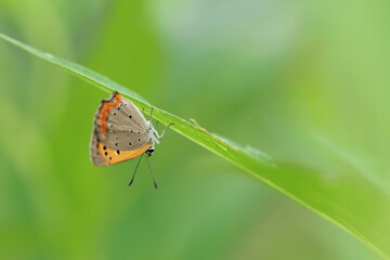 雨宿り中のベニシジミ