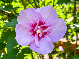 pink flowers