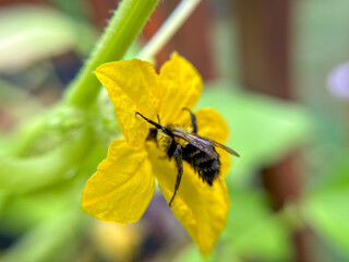 bee on flower