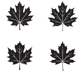 Fototapeta premium Maple leaves isolated on white collection of maple leaf set black silhouette vector illustration