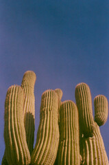 green saguaro under blue sky on film