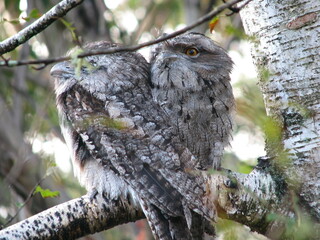 Tawny frogmouth siblings 