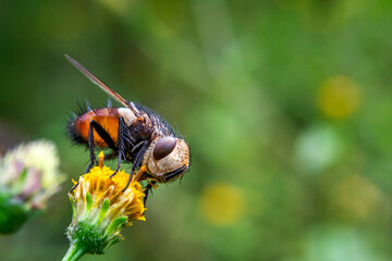 
We see a beautiful macro photograph of a bumblebee perched on a beautiful flower, with its stinger stuck in search of the precious nectar, on a spring afternoon, province of San Luis Arg.