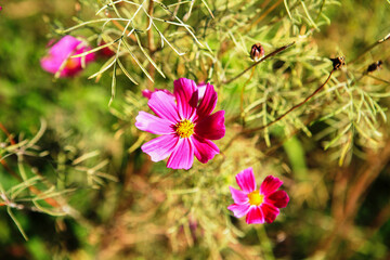 close-up of the pink cosmos flower