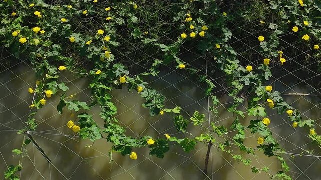 4k aerial view of beautiful Vietnam agriculture field, luffa trelis blooming yellow flower above pond, bee and butterfly pollinate for productivity crop