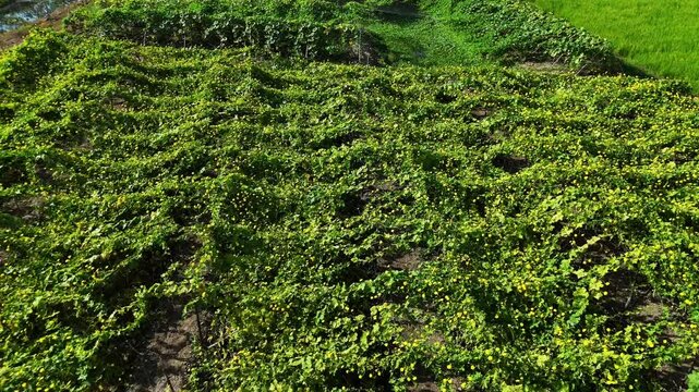 4k aerial view of beautiful Vietnam agriculture field, luffa trelis blooming yellow flower above pond, bee and butterfly pollinate for productivity crop