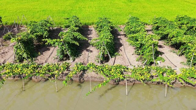 4k aerial view of beautiful Vietnam agriculture field, luffa trelis blooming yellow flower above pond, bee and butterfly pollinate for productivity crop