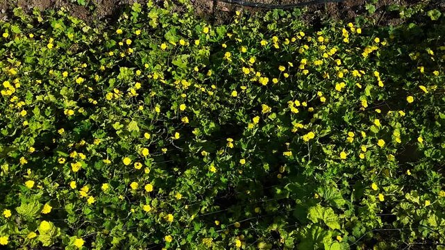 4k aerial view of beautiful Vietnam agriculture field, luffa trelis blooming yellow flower above pond, bee and butterfly pollinate for productivity crop