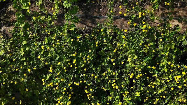 4k aerial view of beautiful Vietnam agriculture field, luffa trelis blooming yellow flower above pond, bee and butterfly pollinate for productivity crop
