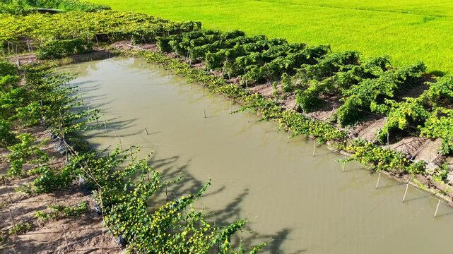 4k aerial view of beautiful Vietnam agriculture field, luffa trelis blooming yellow flower above pond, bee and butterfly pollinate for productivity crop
