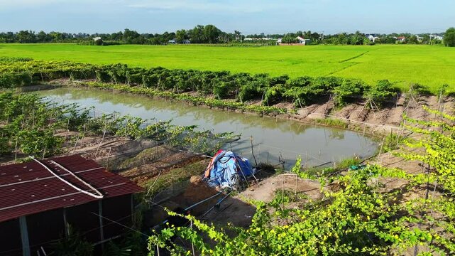 4k aerial view of beautiful Vietnam agriculture field, luffa trelis blooming yellow flower above pond, bee and butterfly pollinate for productivity crop