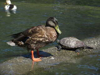 Duck and Turtle - Los Angeles, California