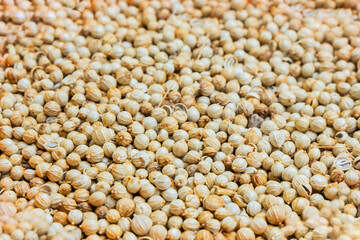 close up of coriander. traditional Indonesian Spices