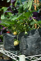 Photo of strawberry plants starting to bear fruit in polybag planting media during the dry season in tropical areas