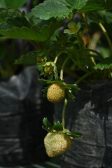 Photo of strawberry plants starting to bear fruit in polybag planting media during the dry season in tropical areas