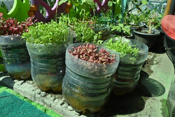 Photo of strawberry plants starting to bear fruit in polybag planting media during the dry season in tropical areas