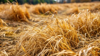Dry grass with a wilted texture due to inclement weather , dry, grass, texture, wilted, inclement, weather, climate, plant