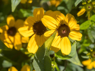 rudbeckia close up