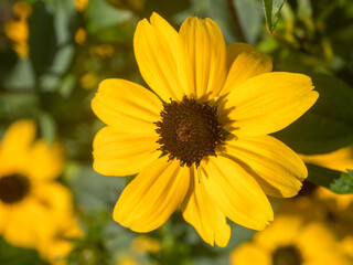 rudbeckia in the garden close up