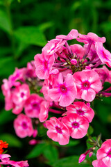 Pink phlox in the summer garden. Close-up