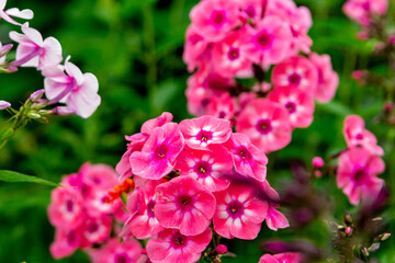 Pink phlox in the summer garden. Close-up