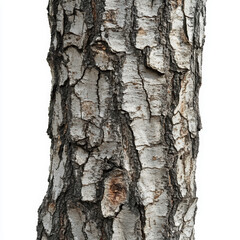 Fototapeta premium tree bark nature wood texture brown outdoor natural close-up details forest plant trunk surface pattern organic scenery rustic environment raw wildlife macro 