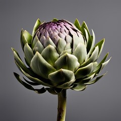 Fototapeta premium vegetable - an artichoke, front view, studio photo