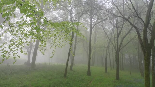 Spring deciduous woodland on a foggy morning, Devon, England, United Kingdom, Europe