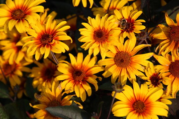 yellow flowers in the garden