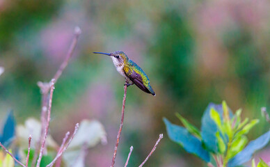 Ruby-throated Hummingbird