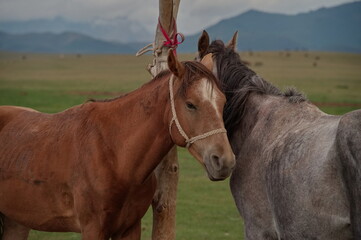 Portrait of horses on alpine meadow in Kyrgyzstan