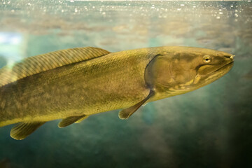A Bowfin (Amia calva) in dark water. Also called dogfish or mudfish, it is an ancient evolution of fish. Brown scales and long dorsal fin help it swim through shallow lakes. Controlled conditions