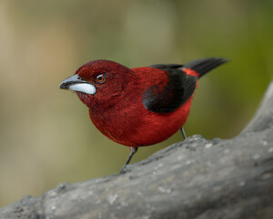 Ramphocelus dimidiatus