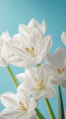 White tulips on blue background