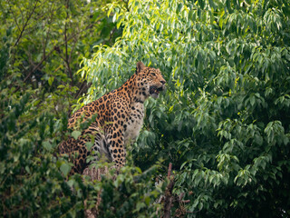 Close-up of North Chinese Leopard (Panthera pardus japonensis) sitting on a tree