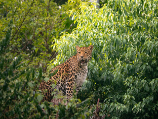 Close-up of North Chinese Leopard (Panthera pardus japonensis) sitting on a tree