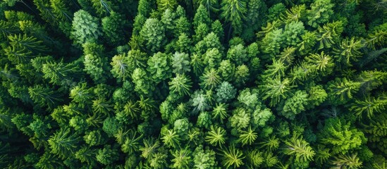 Fototapeta premium Drone Aerial Top View Of Lush Green Trees Growing In Woodland In Mountain In Countryside