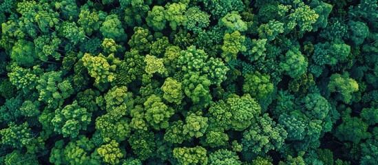 Naklejka premium Drone Aerial Top View Of Lush Green Trees Growing In Woodland In Mountain In Countryside