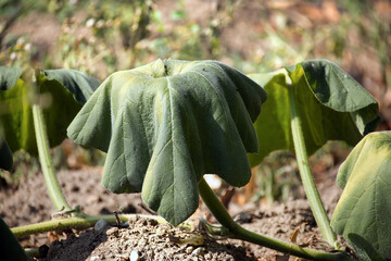 Close-up of zucchini plant leaves affected by water scarcity and drought conditions