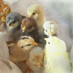 A basket of recently born peeps of all colors and varieties.  