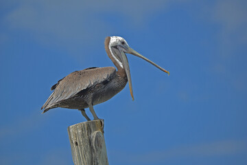 A brown pelican stands atop a weathered wood post, yawning, its beak wide open, while resting at Ponce Inlet, Beach, Florida. 