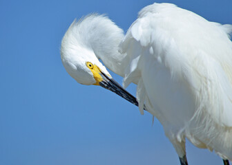 A closeup of a snowy egret's face shown while preening its left-wing feathers against a clear blue sky at Ponce Inlet, Beach, Florida