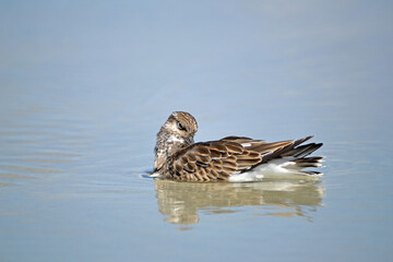 Ruddy Turnstone floating in a wave pool, preening after a bathing in the water at the beach in Ponce Inlet, Florida