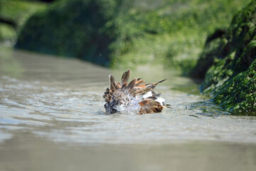 Ruddy Turnstone bird, bathing in a wave pool next to the algae covered rock jetty at Ponce Inlet Beach, Florida 