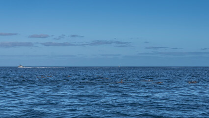 Obraz premium Dolphins frolic in the endless blue ocean. Dorsal fins and backs are visible above the water. A motorboat in the distance. Azure sky, clouds. Mauritius.