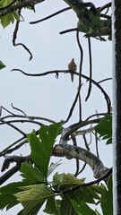 A moody dove sitting on the tree branches