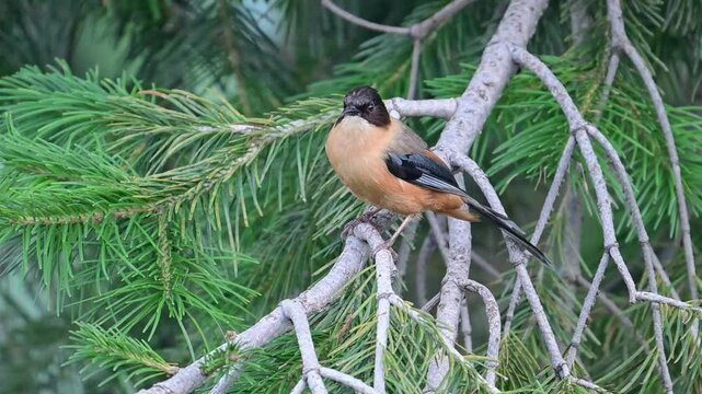 Closeup of Rufous sibia on a perch in Forest